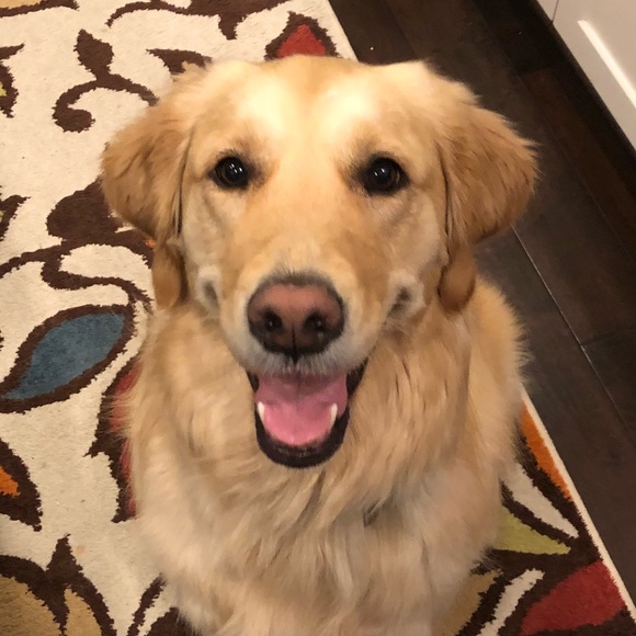 Meet your Posher, Quinn - Picture 1 of 1